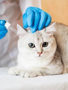 Veterinarian examining a cat