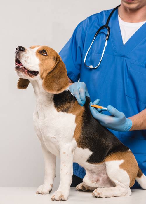 Veterinarian taking care of a dog