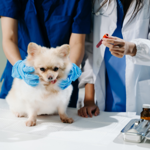 Laboratorio Clínico